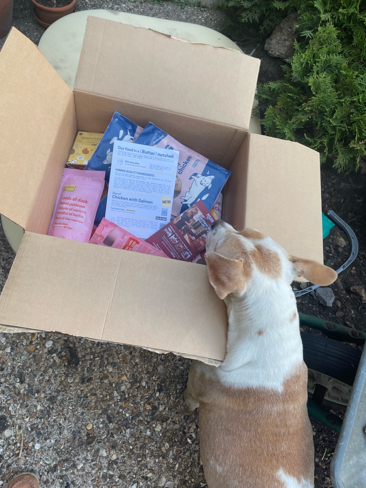 A small white-and-tan terrier sticking its nose into an open Butternut Box delivery.