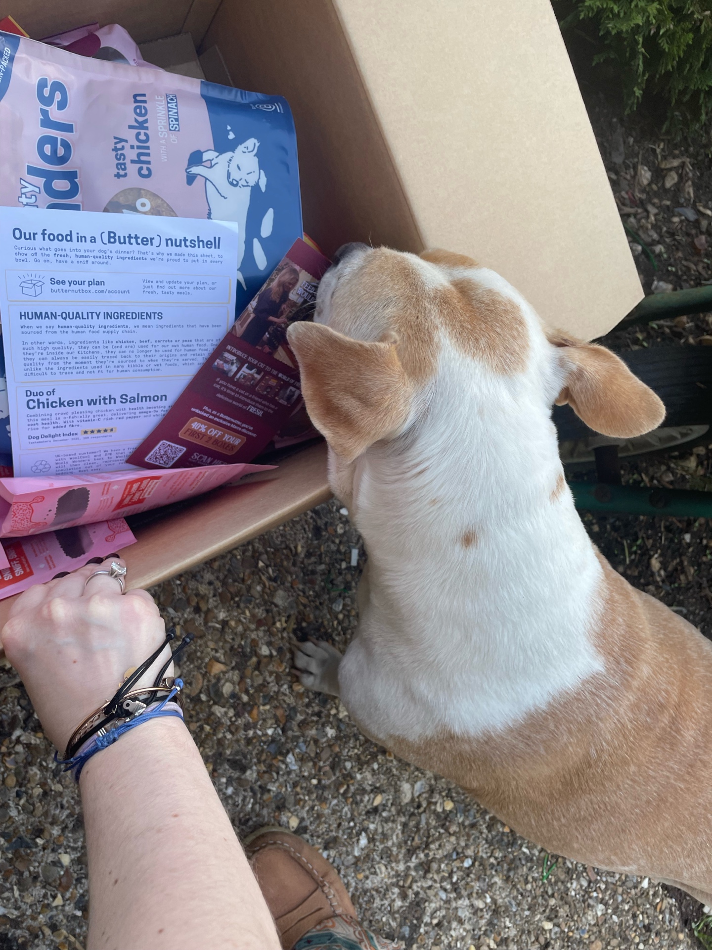 A dog excitedly investigating their owner's Butternut Box and the welcome flyer.